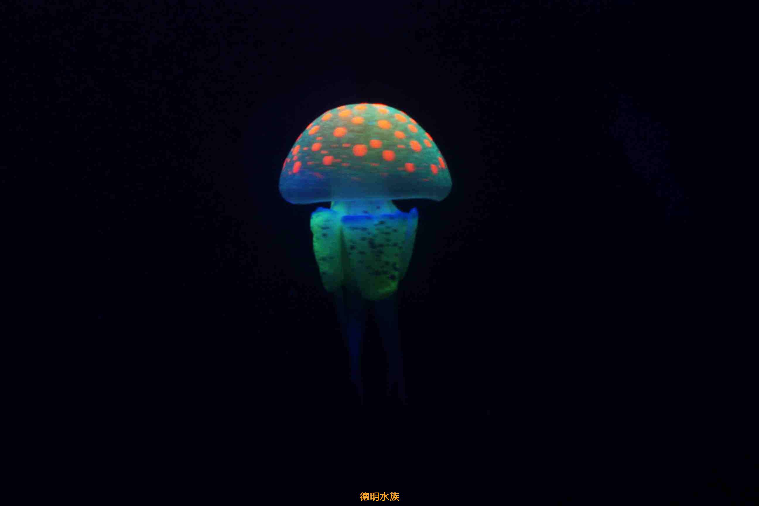 珍珠水母(圆桶)